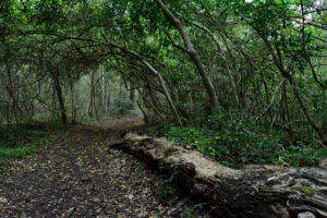 The Best Hiking Trails Near Myrtle Beach